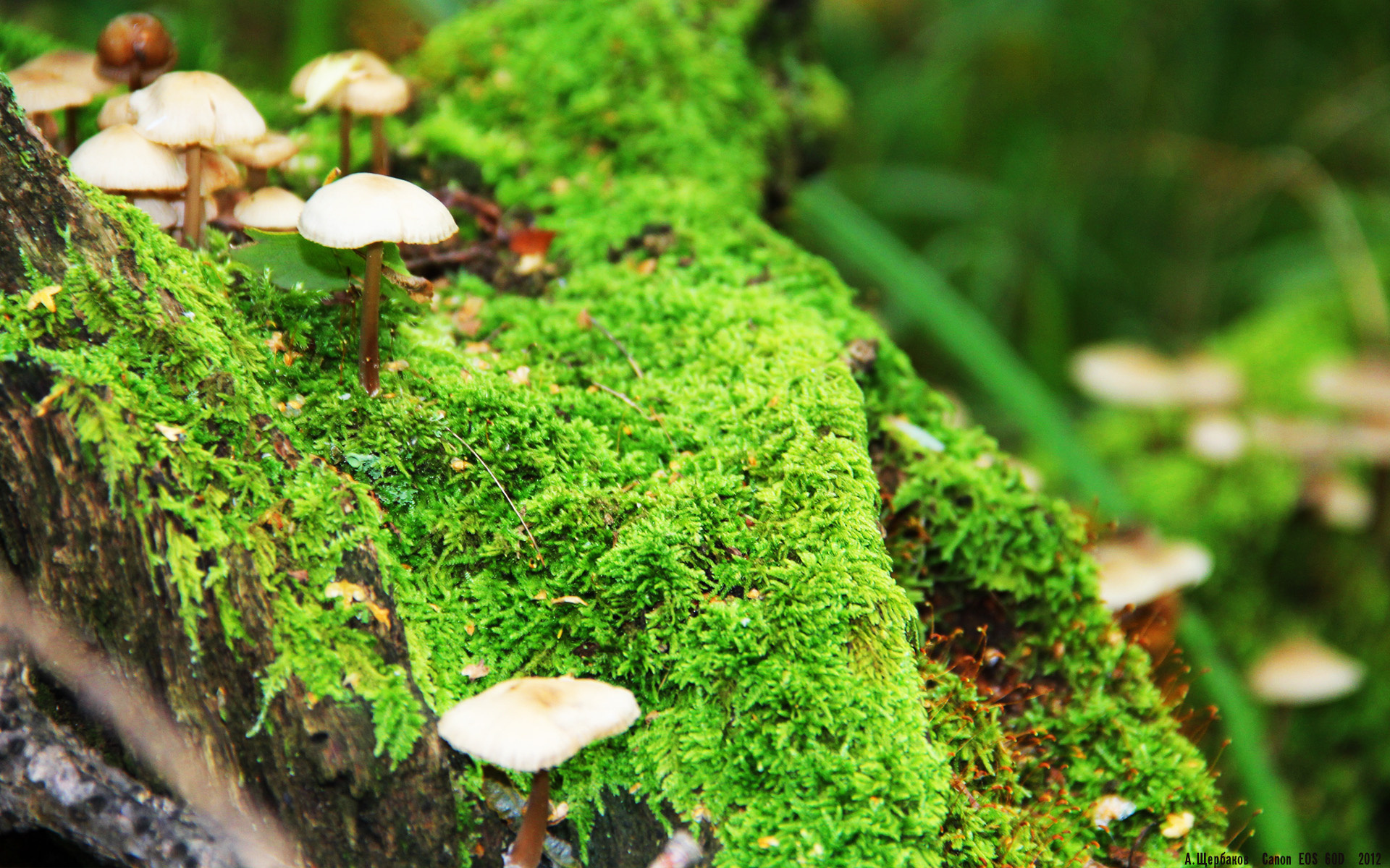 波尔宣布退役,乒坛送别传奇,乒乓 波尔