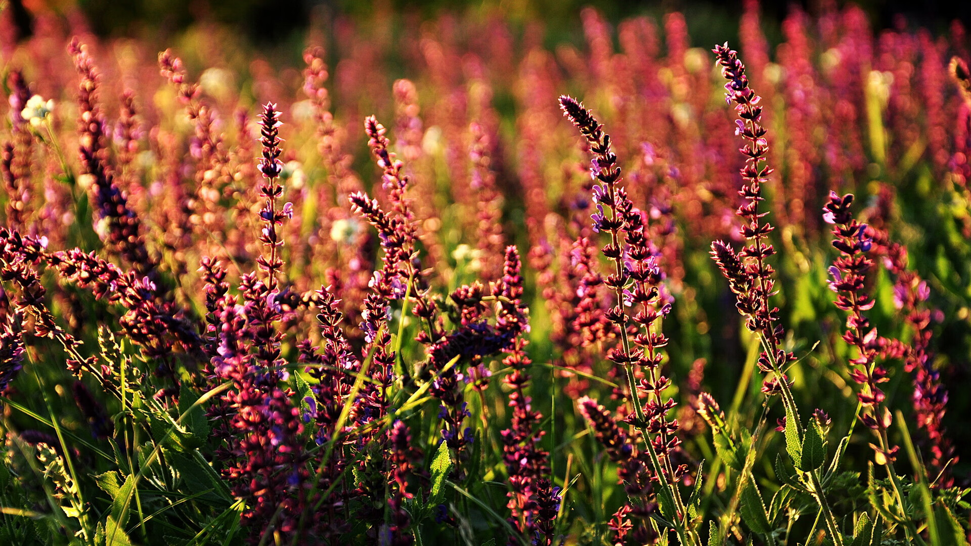 意甲联赛的数字化基础设施升级,意甲 数据