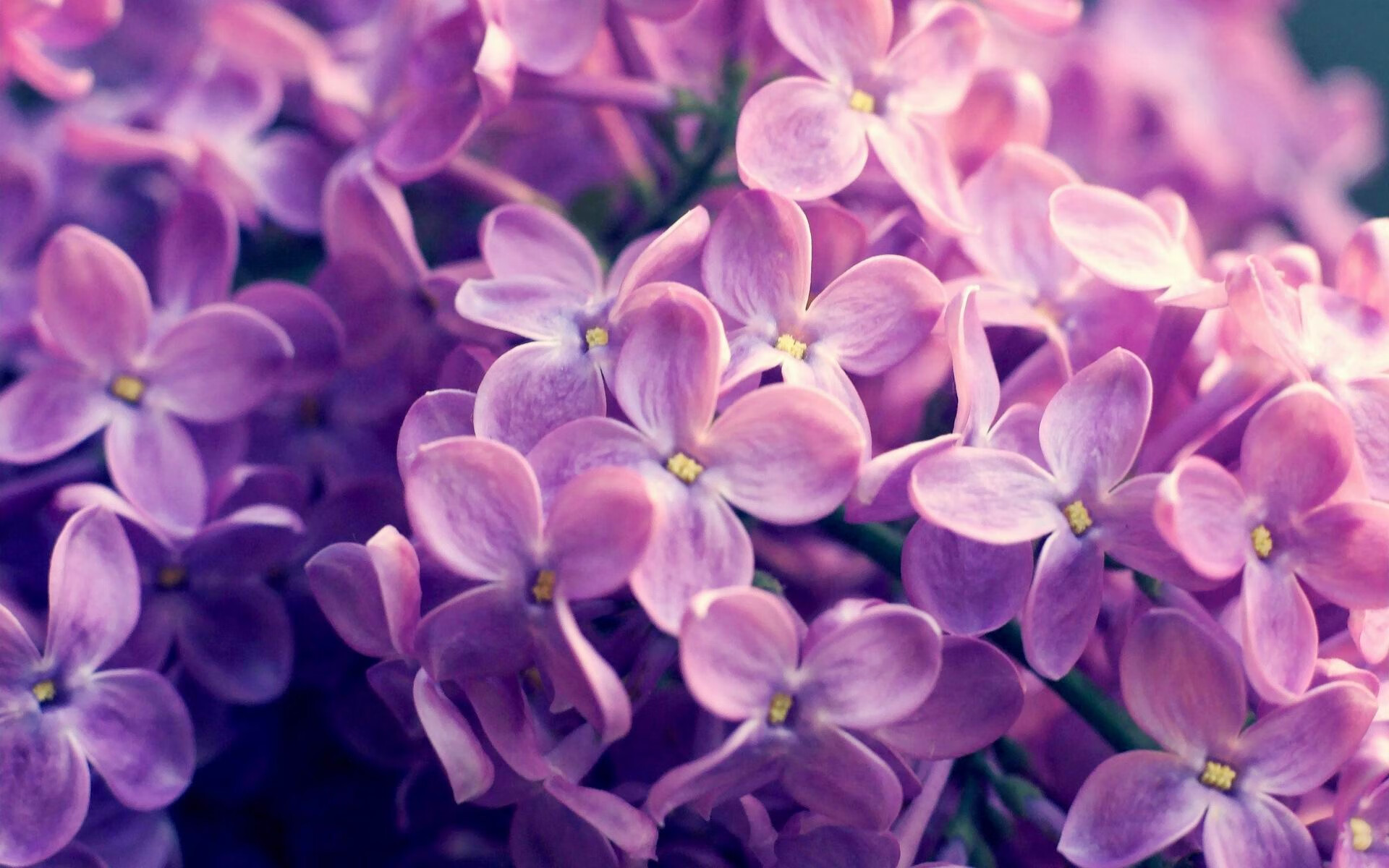 米兰体育-曼联球迷自制短片致敬传奇前锋，曼联的传奇前锋