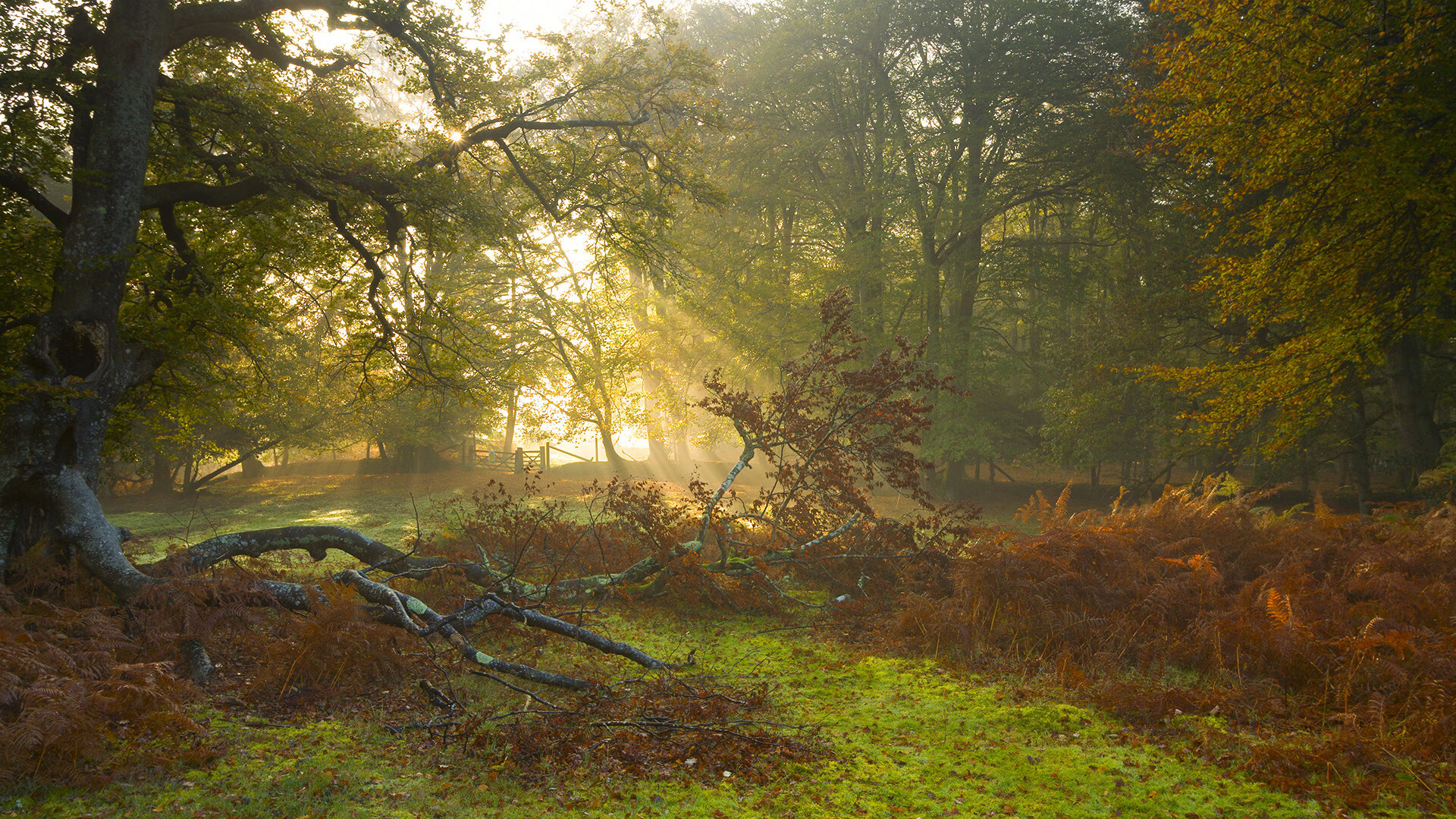 隆戈:超越时代的边锋,成为新西兰橄榄球的标志性人物,隆多橄榄球